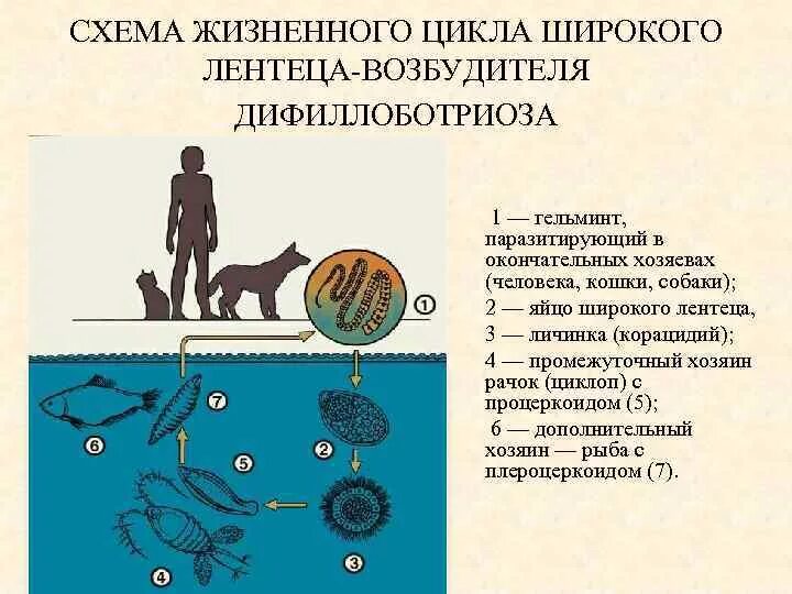 Жизненный цикл возбудителя. Широкий лентец жизненный цикл. Широкий лентец жизненный цикл схема. Широкий лентец окончательный хозяин. Широкий лентец цикл развития.