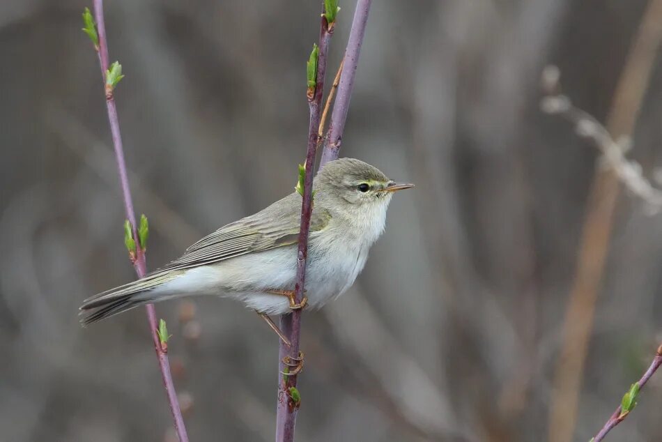 Пеночка-весничка. Пеночки-веснички Phylloscopus trochilus. Пеночка - отряд воробьиные. Зеленая пеночка. Весничка это