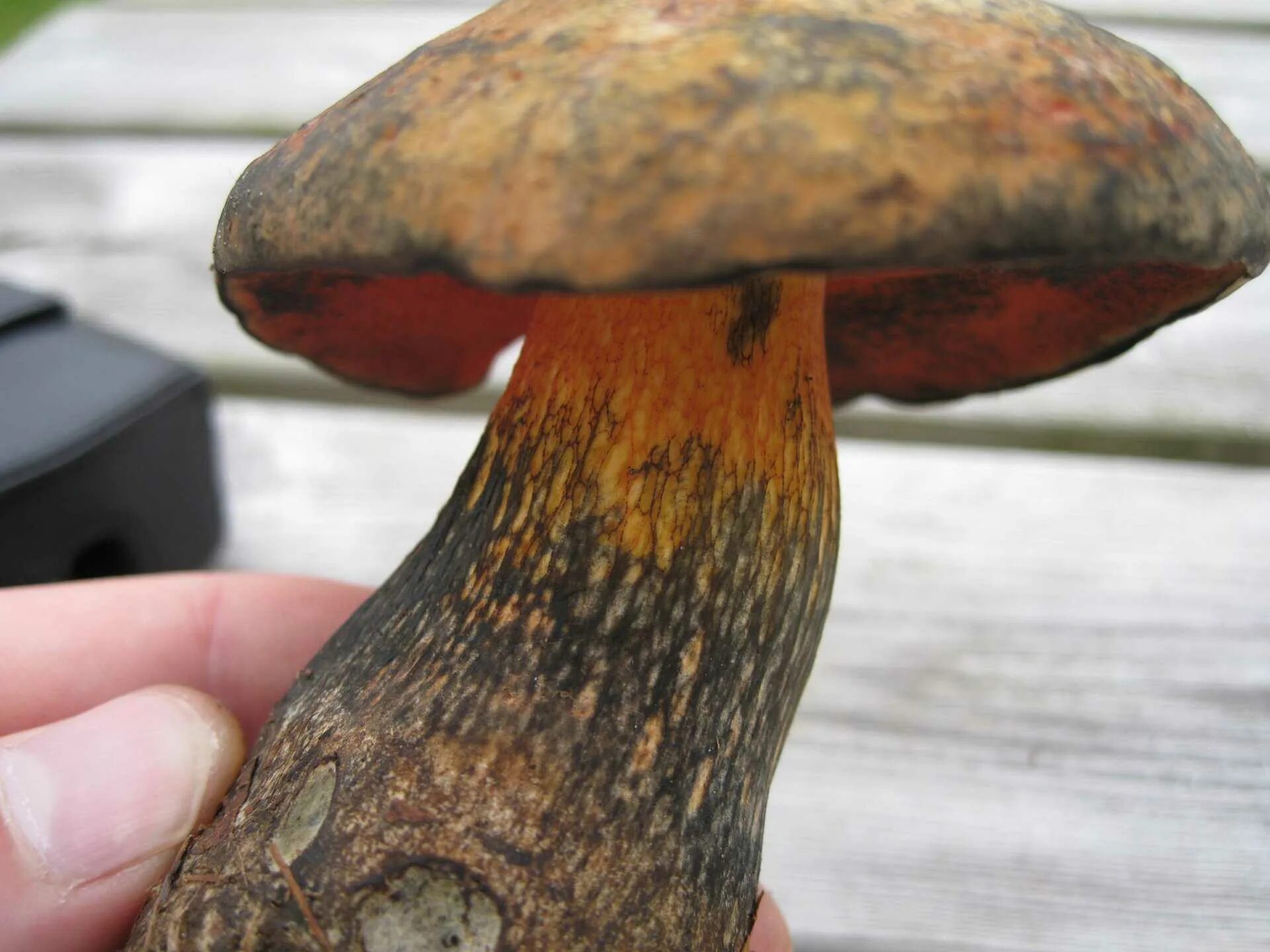 Срез грибов. Gyroporus cyanescens. Гриб Болетус синеющий. Обабок Дальневосточный гриб. Подосиновик синеет.