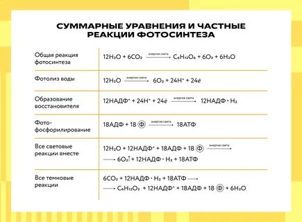 Что такое фотосинтез: процесс и фазы фотосинтеза