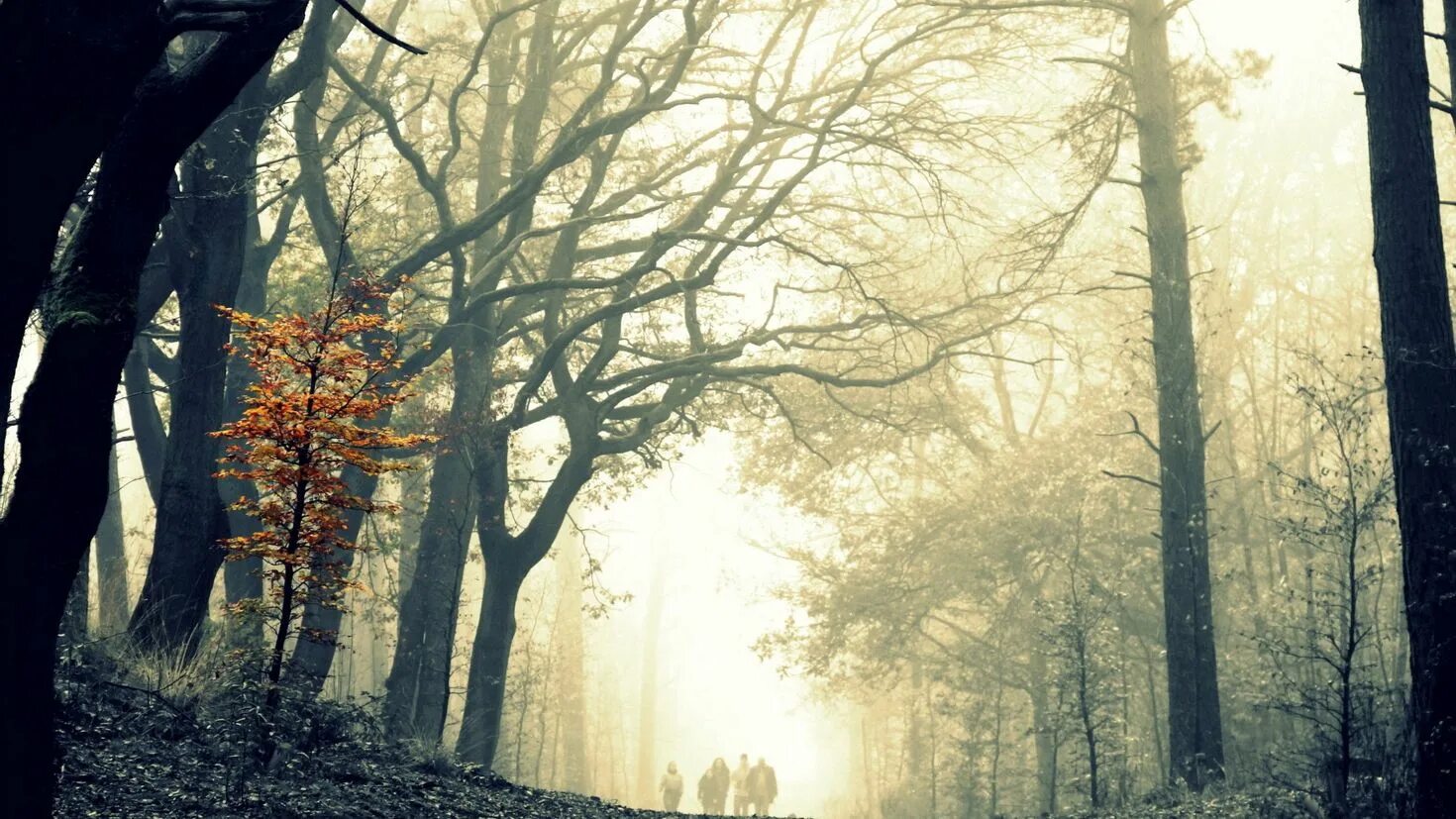 Деревья в тумане. Осень дерево туман. Мрачный лес обои. Лес с туманом и желтыми листьями.