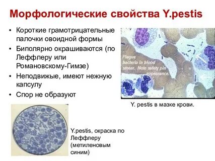 Морфологические свойства это