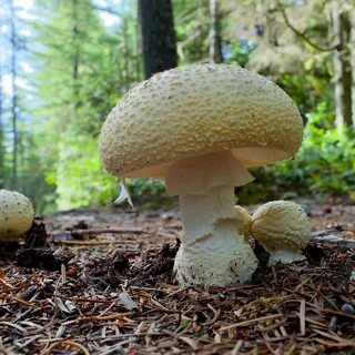 Мухомор ярко-желтый (Amanita gemmata): описание, где растет, как отличить, фото 