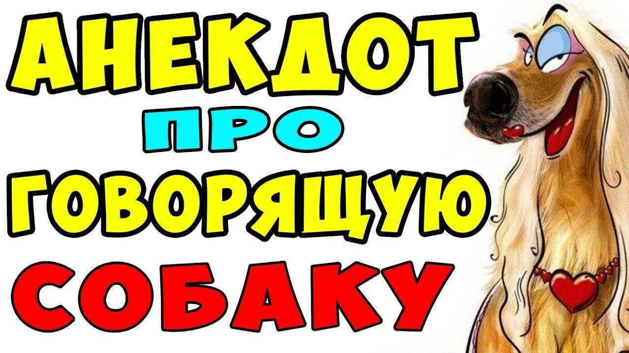 Продам говорящую собаку. Анекдот про говорящую собаку. говорящая собака анекдот. анекдот про говорящую соба. анекдоты про собак.