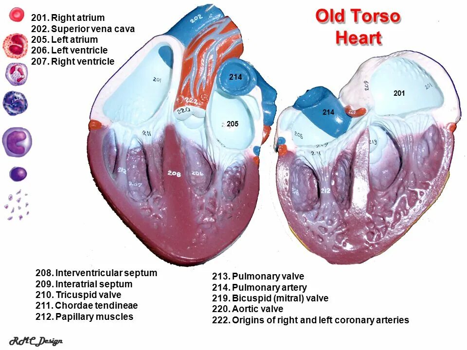 Где предсердие. Правое предсердие. Anatomical interatrial Septum. Right Atrium. Left Atrium right Atrium left ventricle.