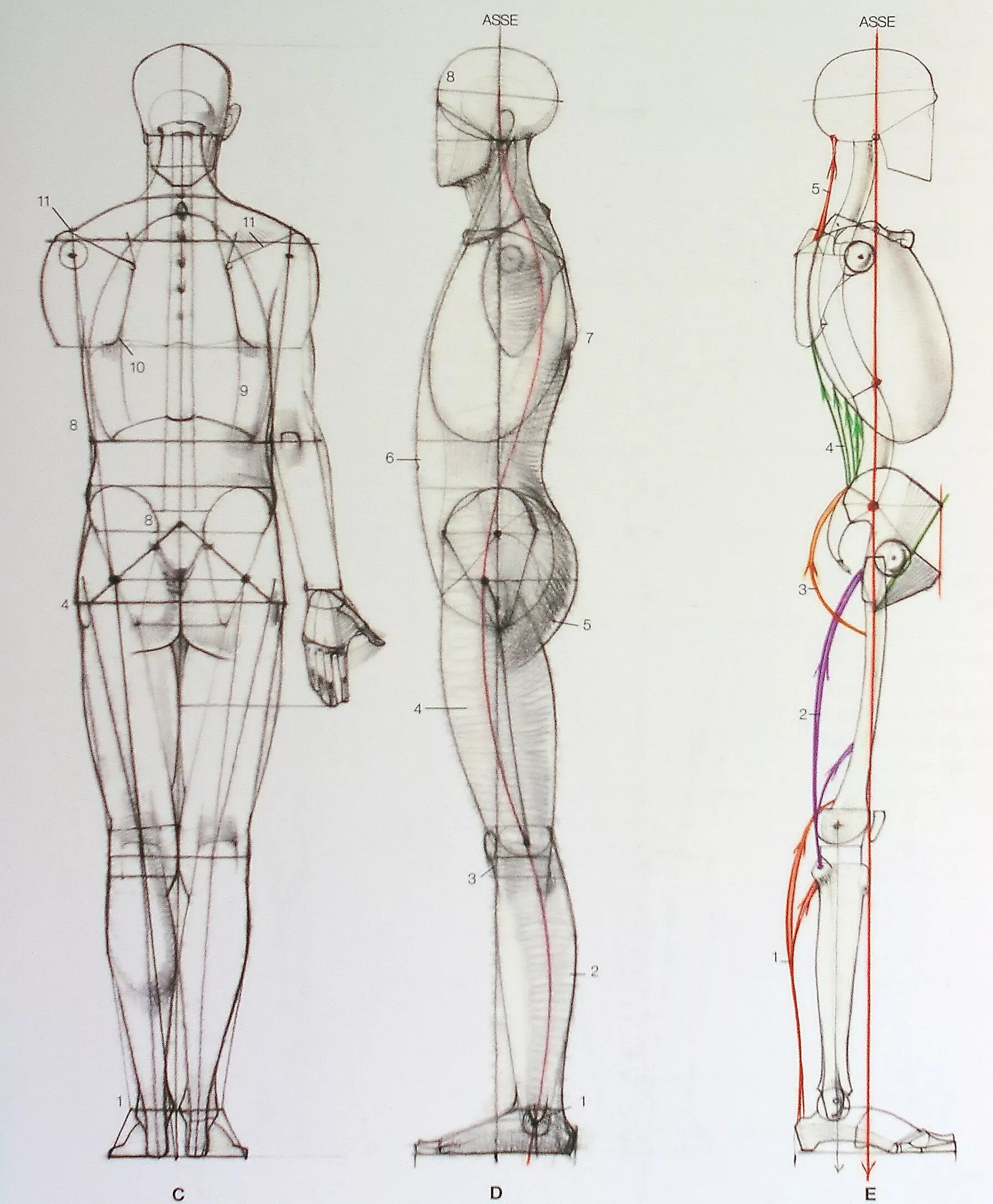 Фигура человека анатомия. Пропорции фигуры человека Баммес. Пропорции человека Баммес схема. Анатомия тела человека для художников пропорции. Пропорции человека в профиль в полный рост.