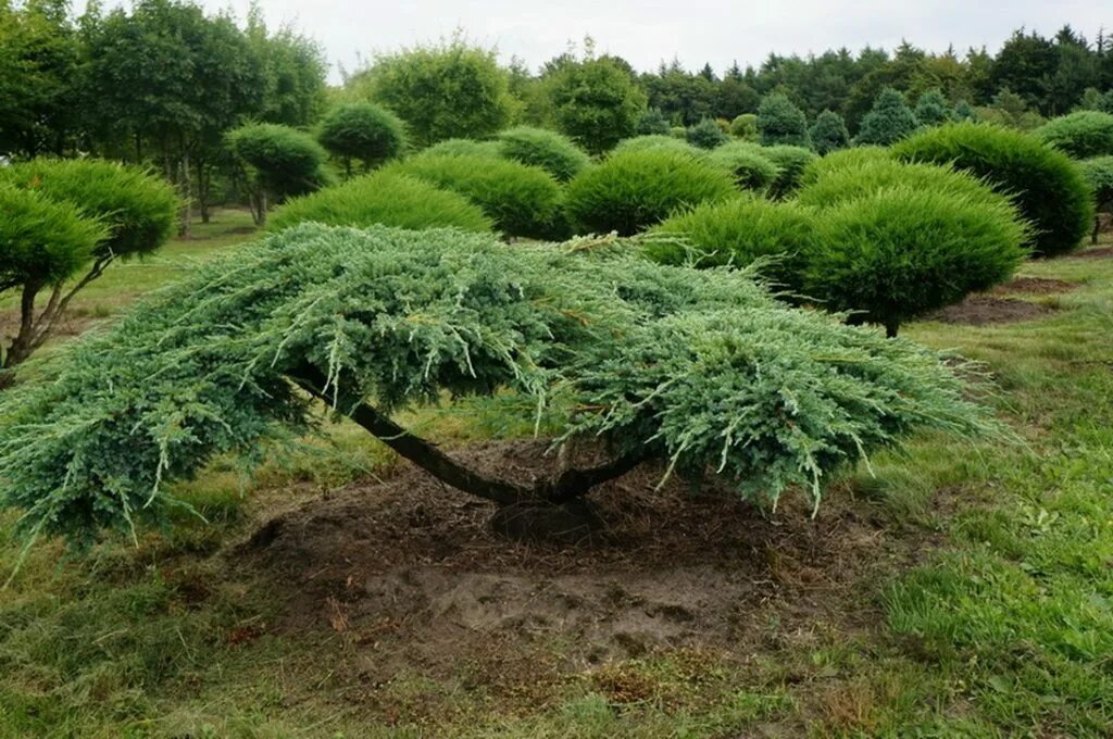 Можно ли обрезать можжевельник. Можжевельник казацкий ниваки. Можжевельник Блю карпет ниваки. Можжевельник ниваки бонсай. Стрижка можжевельника казацкого ниваки.