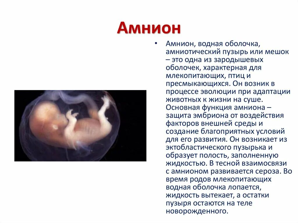 Эмбрион млекопитающих получает питание через систему