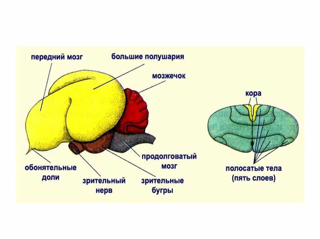 Развитый мозжечок у птиц. Схема строения головного мозга птицы. Отделы головного мозга у птиц схема. Подпишите отделы головного мозга птицы. Названия отделов головного мозга птиц.