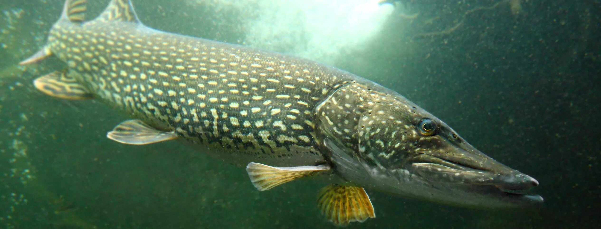 Обыкновенная щука (Esox Lucius). Аквитанская щука. Амурская тигровая щука. Щука Байкал. Щука в море