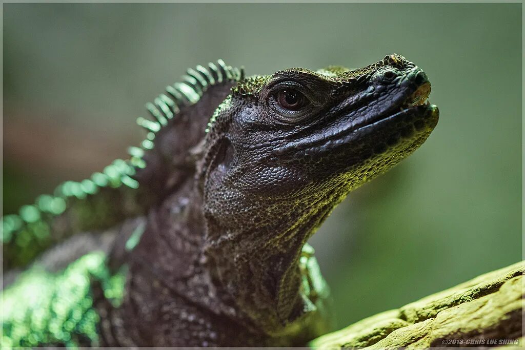 Парусная агама Hydrosaurus. Ящерица агама парусная. Агама парусная Филиппинская. Агама дракон.