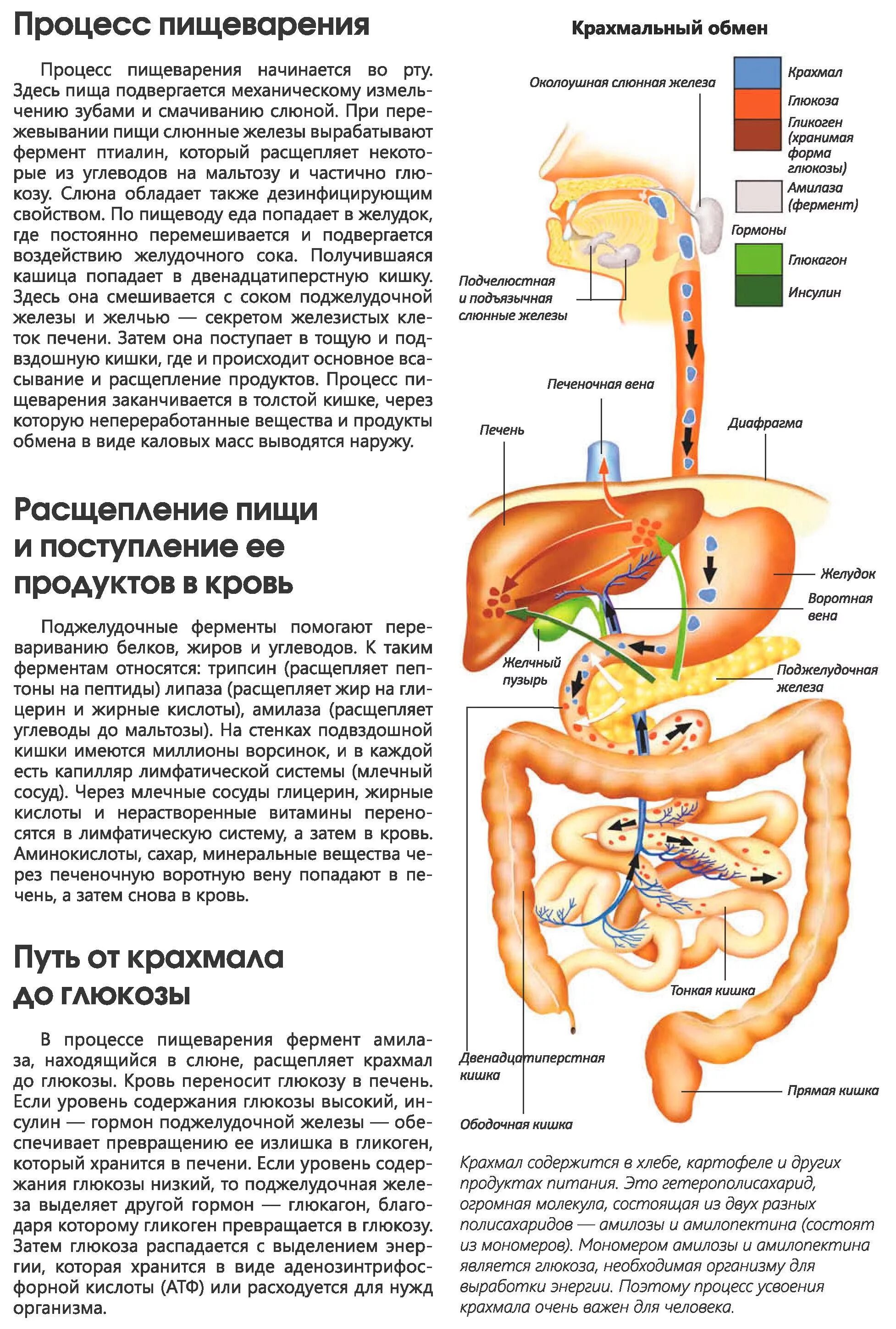 Последовательность поступления пищи в пищевод