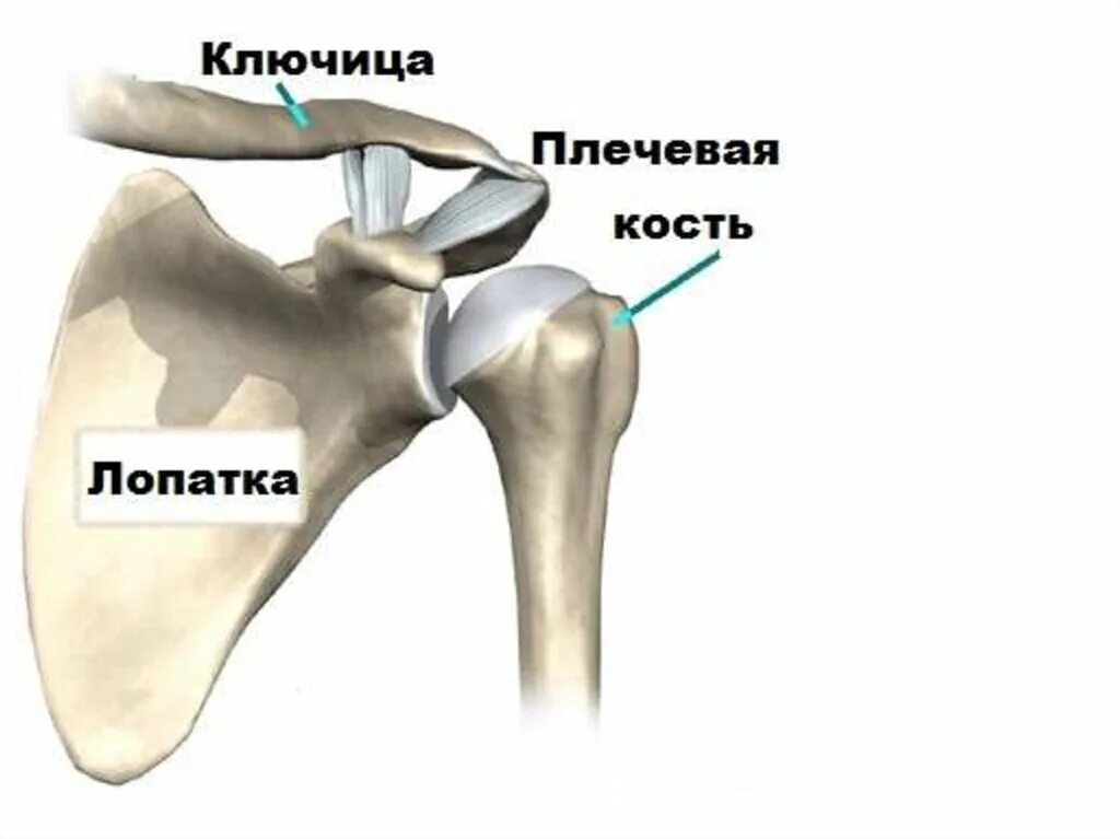 Лопатка и ключица анатомия. Эндопротез плечевого сустава. Лопатка ключица плечевая кость анатомия. Лопатка соединяется с ключицей и плечевой костью.