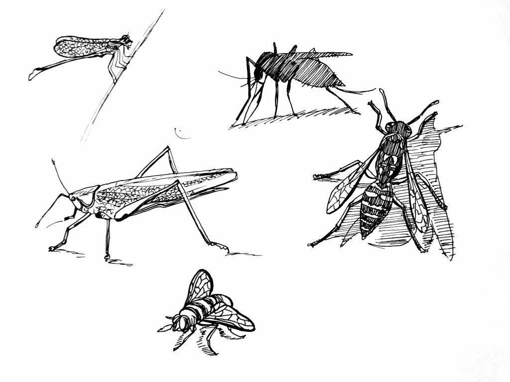 Комар Оса. Комары и Саранча. Саранча скетч. Скорпион; Тарантул; Москит; Саранча..