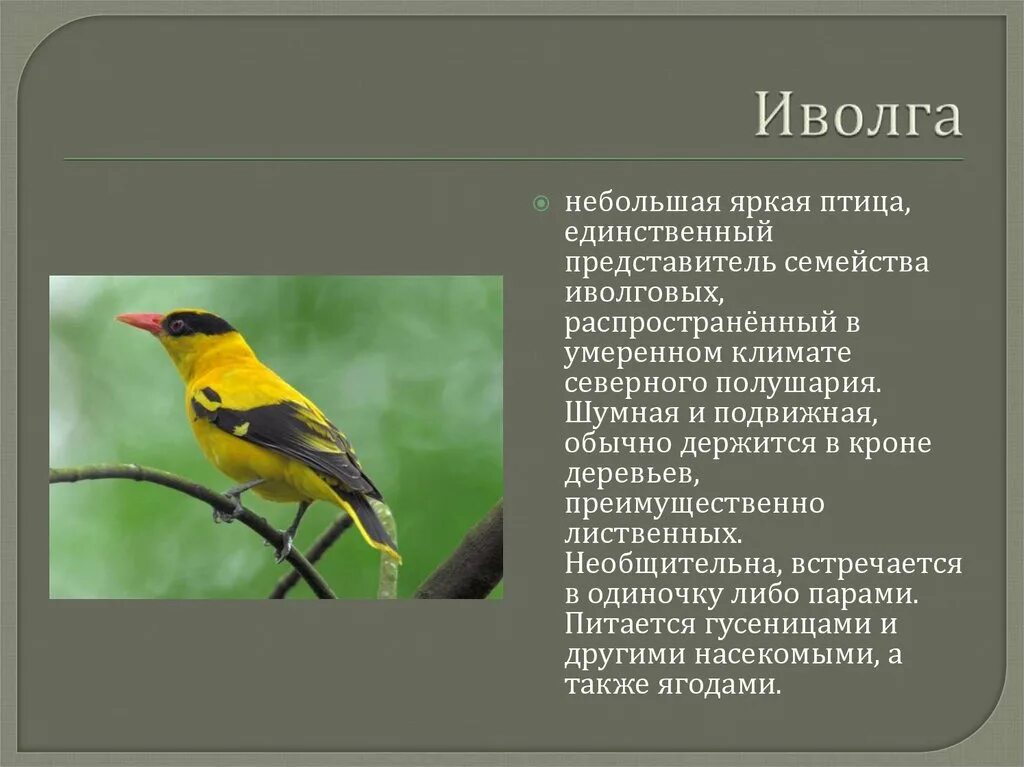 Иволга птица описание. Иволга обыкновенная сообщение. Иволга интересные факты. Доклад про Иволгу.