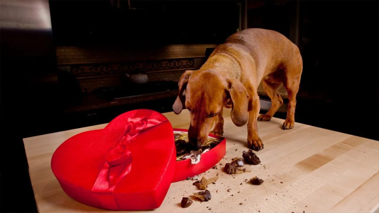 Собака съела 2. Собака ест шоколад. Шоколад для собак. Щенок из шоколада. Собака сожрала шоколад.