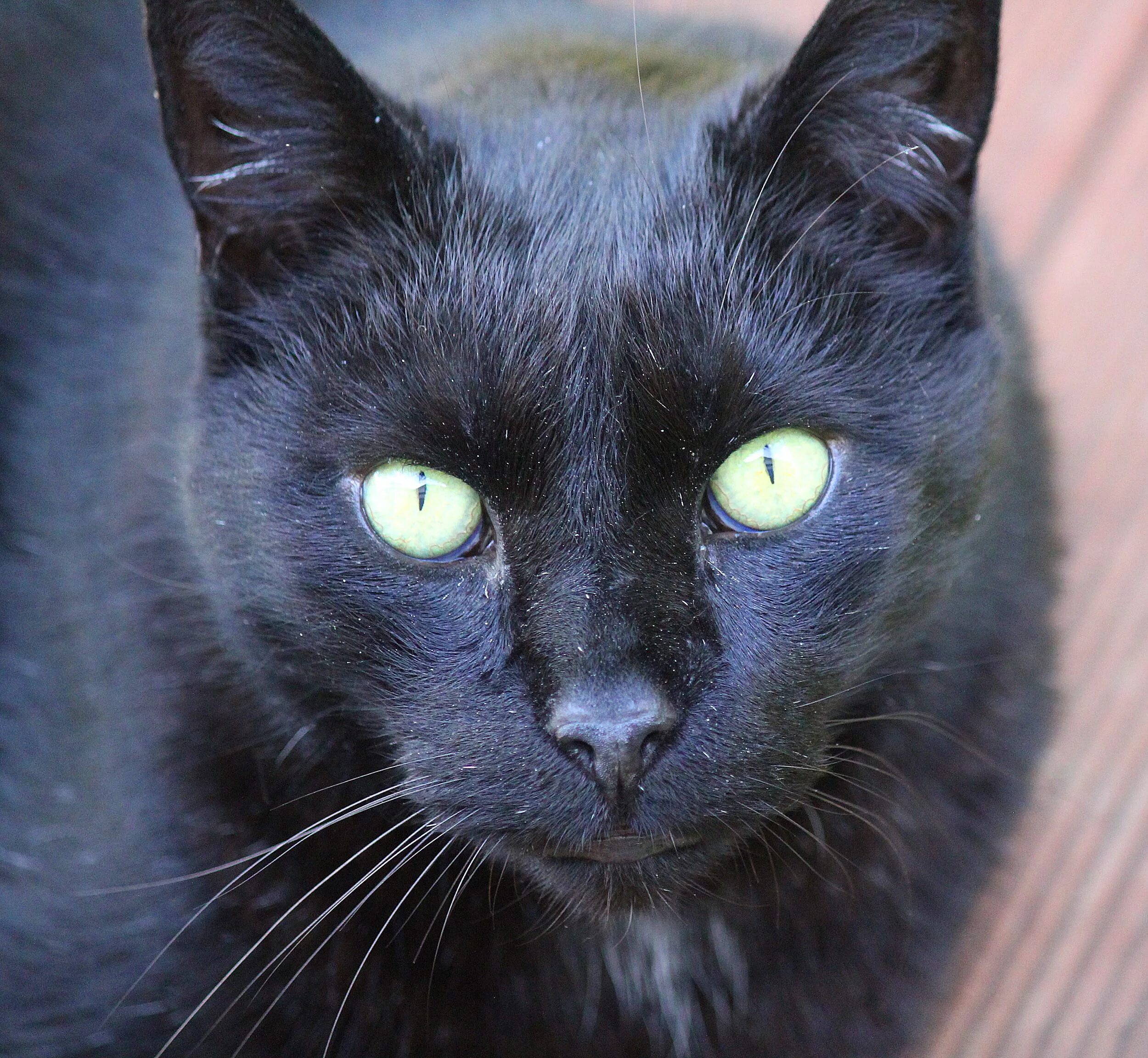 Лицо черного кота