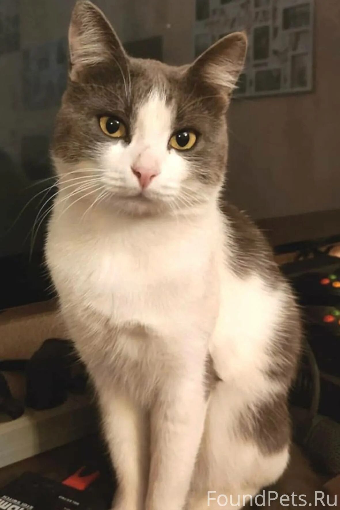 Кошка таганрог. Кот британец вислоухий серый. Таганрог пропала кошка. Петровский кот. Кошечка таганрог вк.