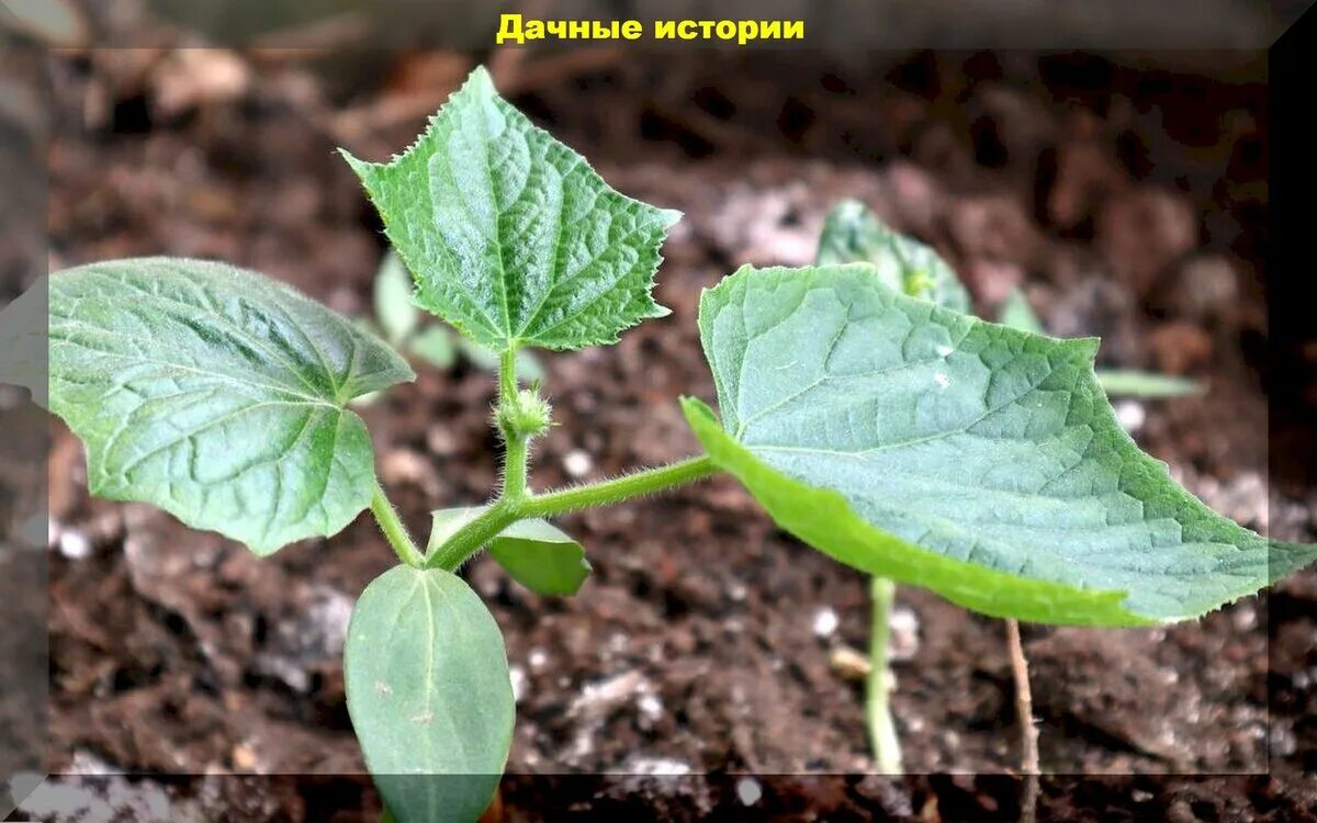 Можно ли подкормить рассаду огурцов. Рассада огурцов. огурцы рассада. огуречная трава рассада. рассада огурцов фото.