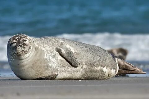 foca - Wiktionary.