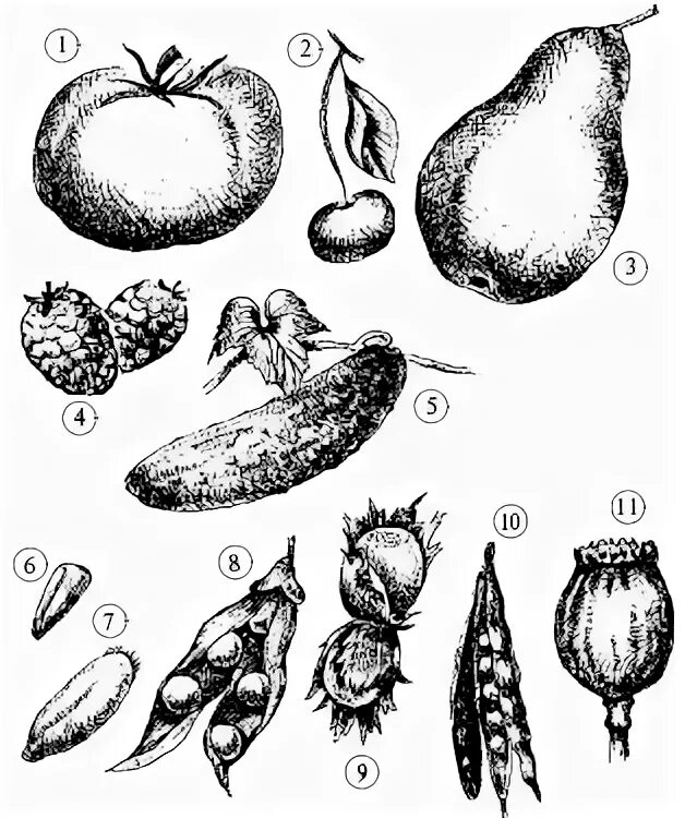 Какие типы плодов изображены на рисунке. Семянка биология 6 класс. Плод коробочка костянки семянки. Сухие плоды Зерновка семянка. Сухие односемянные семянка.