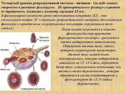 Яичник половая система