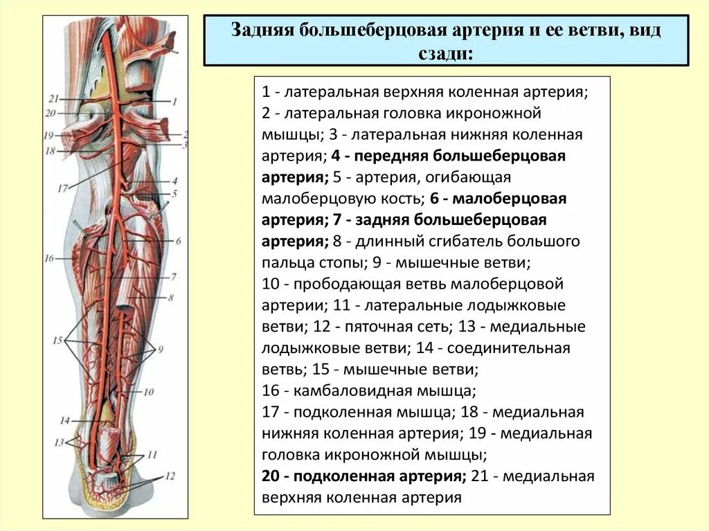 Задняя большеберцовая артерия кт. Задняя  большеберцовая артерия голени анатомия. Топографическая анатомия задней большеберцовой артерии. Статья артерия жизни по дну чего