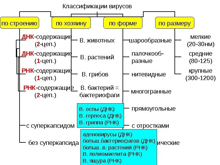 Вирусы 1 группы. Классификация вирусов микробиология. Принципы классификации вирусов микробиология. Строение и классификация вирусов. Классификация вирусов по строению.