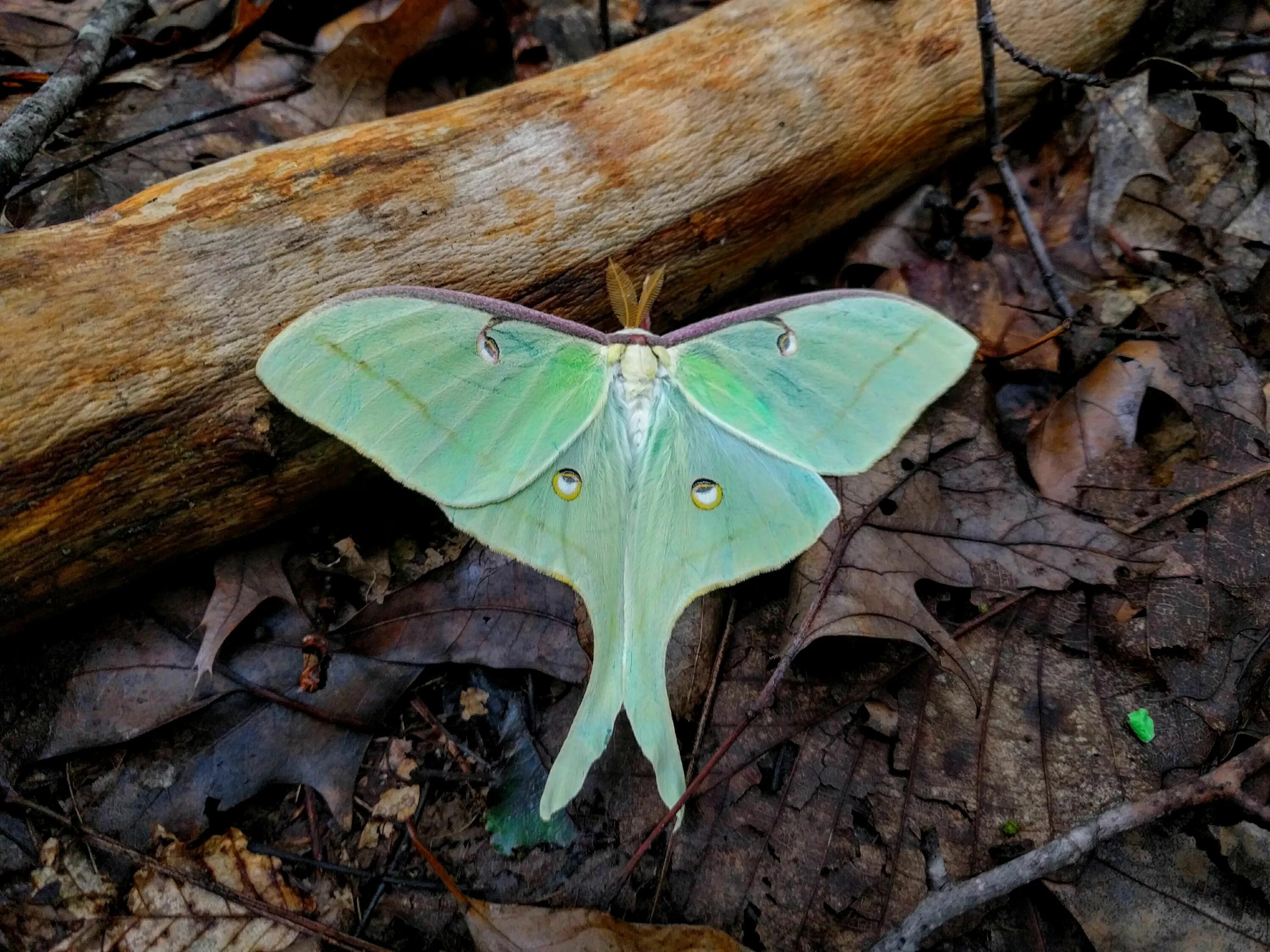 Бабочка Лобобунеа. Actias Luna. Мотылек. Мотылек бабочка. Мотылки