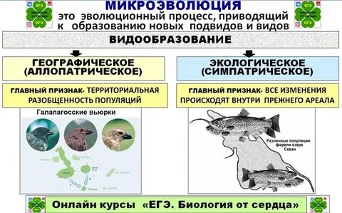 Микроэволюция 11 класс биология конспект