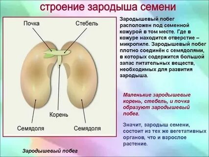 В состав зародыша семени фасоли входит