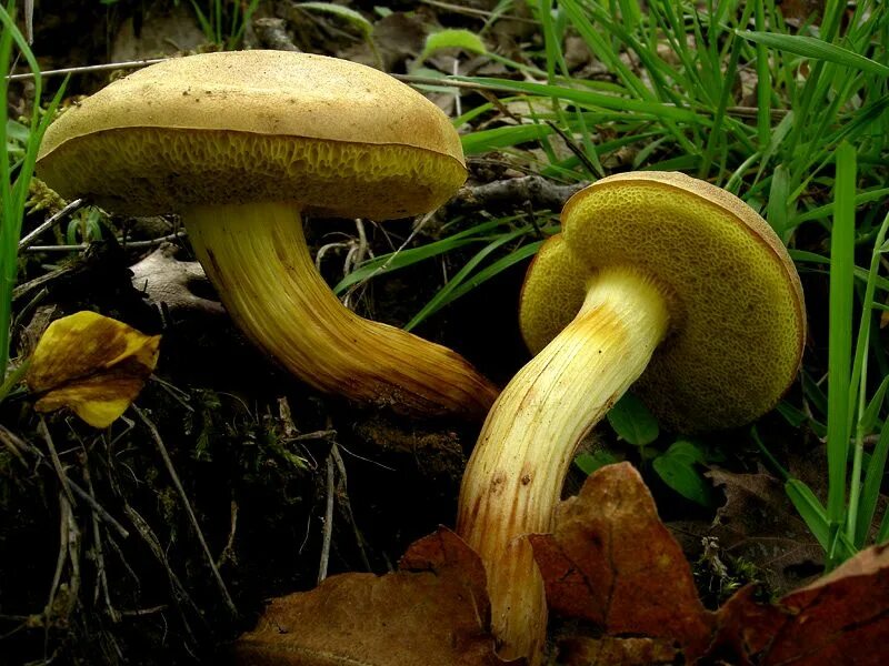 гриб моховик зеленый. гриб моховик ложный. моховик зеленый гриб. моховик зелёный съедобный. моховик зеленый xerocomus subtomentosus.