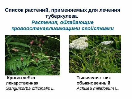 Лечения туберкулеза травами
