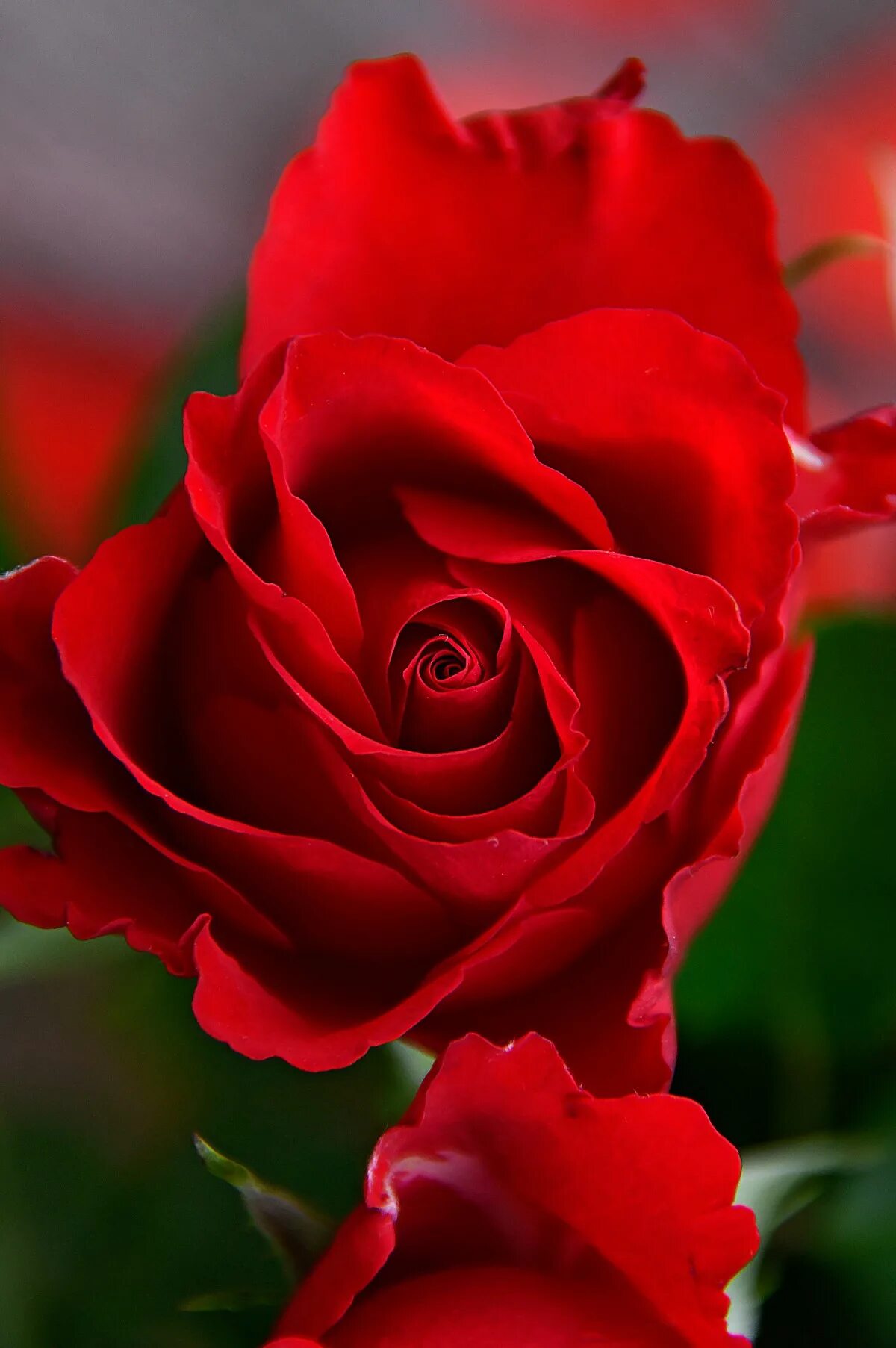 Крупные красные розы. Шикарные красные розы. Ярко красные розы. Включи красный розовый