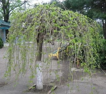 Плакучие заросли