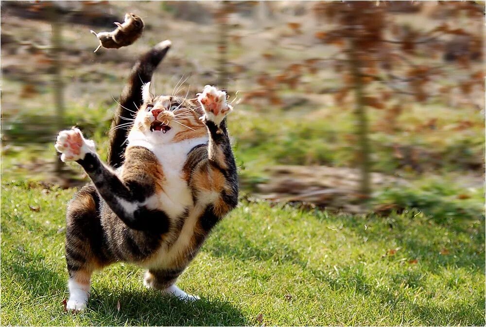 Кошка гонится. Кошка бежит. Забавные кошки. Кот прыгает. Коты убегают.