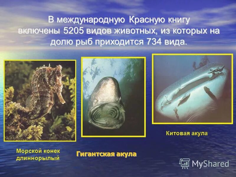 класс рыбы общая характеристика. рыба для презентации. характеристика надкласса рыбы. надкласс рыбы многообразие. сельдеобразные, биология.