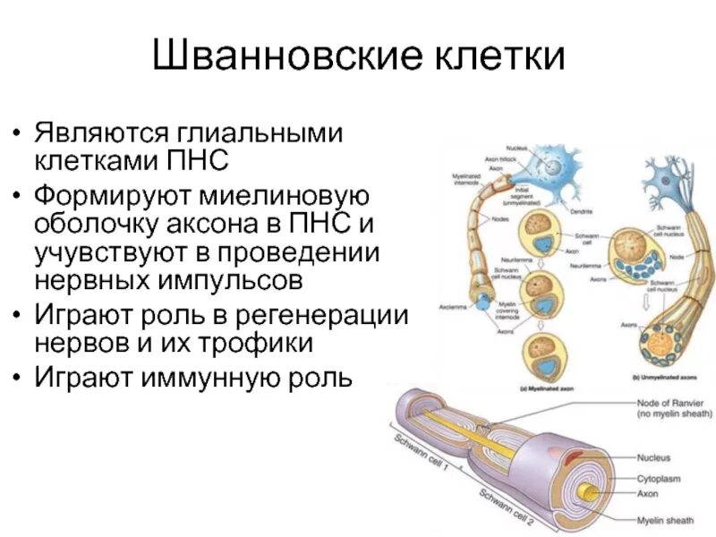 Миелиновая оболочка функции. Миелиновые оболочки образование строение и функции. Аксон миелиновая оболочка. 5. Строение миелиновых нервных волокон.. На схеме строения нейрона миелиновая оболочка.