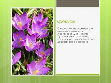 Сообщения детей из крокуса