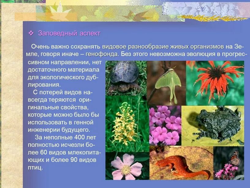 Многообразие живых организмов является результатом. Разнообразие организмов. многообразие живых организмов вывод. сообщение на тему разнообразие живых организмов. разнообразие живых организмов выведенных человеком.