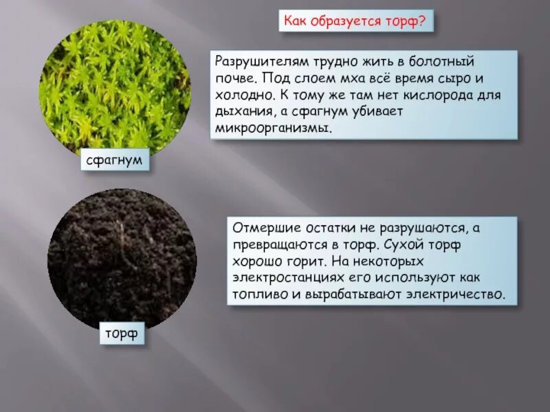 Торф образуется из. Мох сфагнум торф. сфагнум образует тофор. сфагнум образование торфа. что образует мох сфагнум.