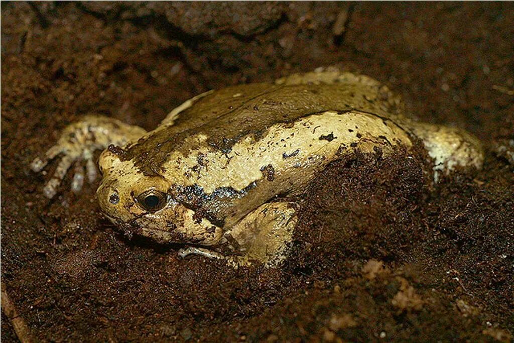 Бычья лягушка. Лягушка Kaloula pulchra. Бычья лягушка узкорот. Капский узкорот лягушка. Индийская бычья лягушка.
