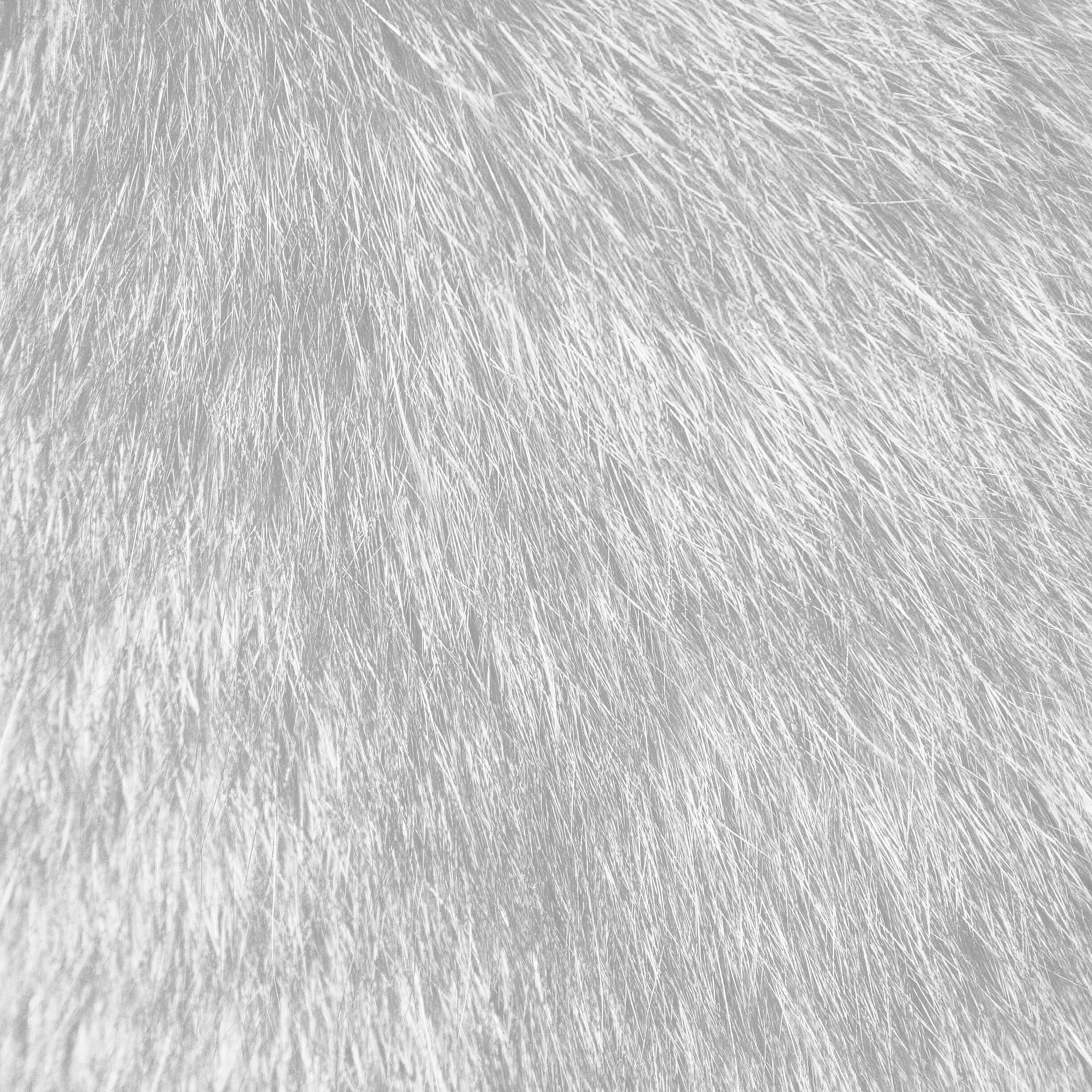 Cat texture