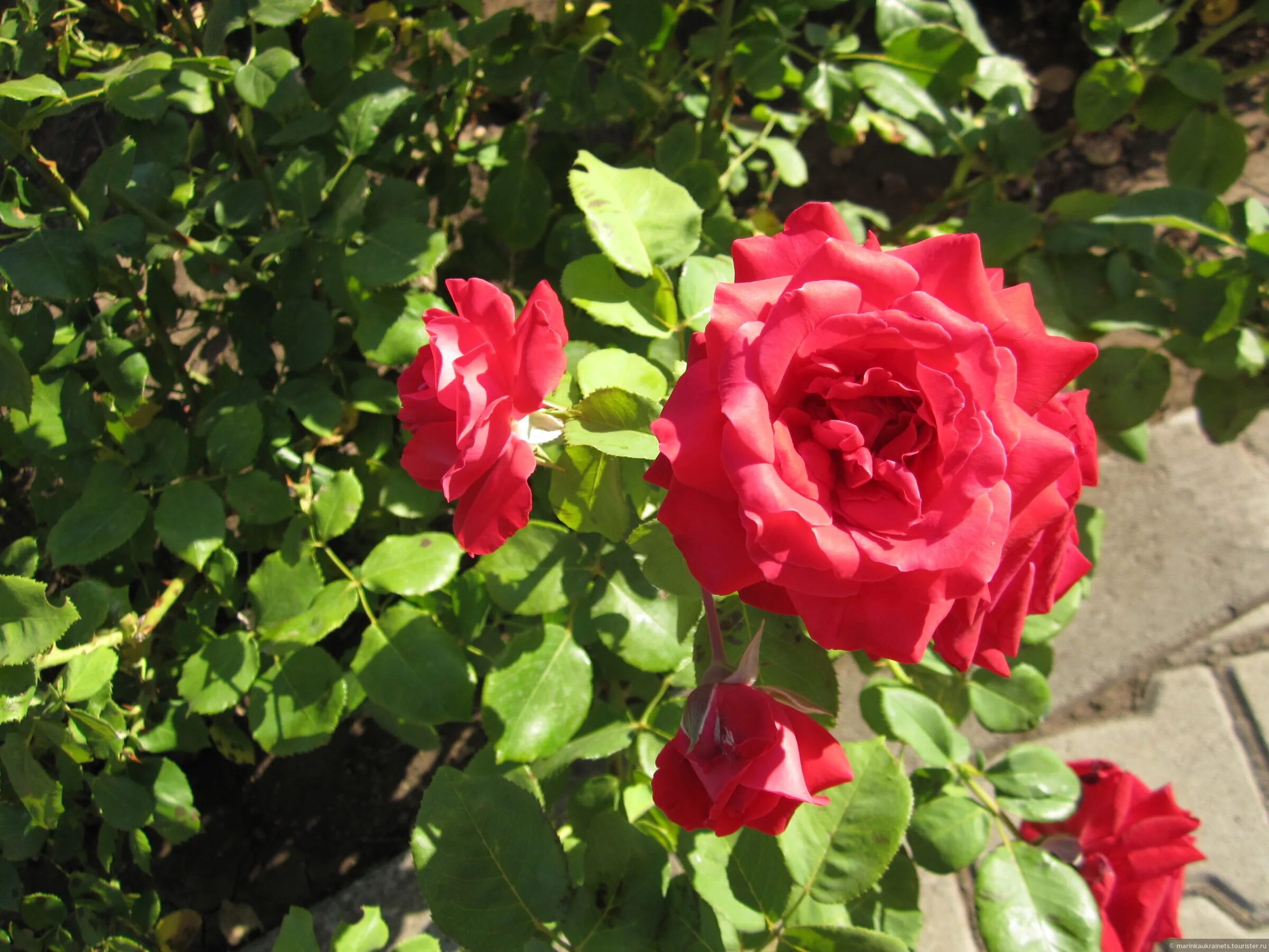 Страна роз. Rose страна. Виды роз в болгарии и названия. Rose страна. Rose страна.