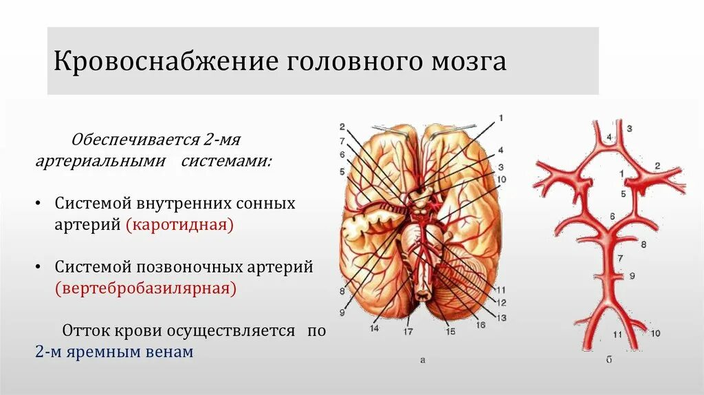 Артерии мозга Виллизиев круг. Кровообращение мозга. Виллизиев круг.. Головной мозг кровоснабжают артерии. Источники кровоснабжения отделов головного мозга. Какая артерия кровоснабжает мозг