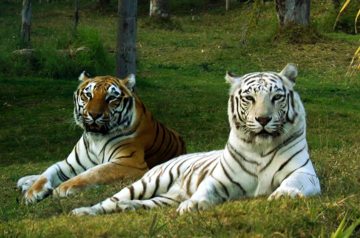Про красного тигра. Королевский бенгальский тигр. Белый бенгальский тигр. Амурский тигр и бенгальский тигр. Амурский тигр i bengalskii Tigr.
