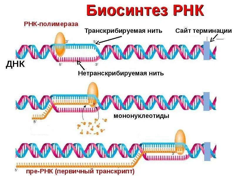 Исходный продукт синтеза рнк полимеразой. Этапы синтеза рнк. терминация биосинтеза днк. синтез рнк полимеразой. терминация синтеза рнк.