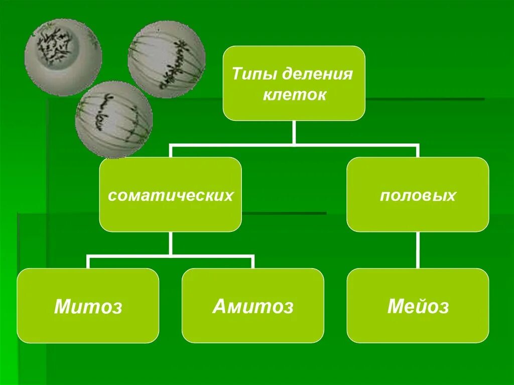 Способы деления клеток амитоз. Типы деления. Виды деления клеток. Типы деления клеток митоз мейоз амитоз. Типы деления соматических клеток.