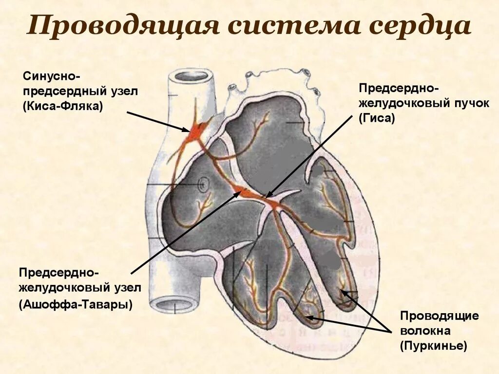 Проводящая система сердца предсердно желудочковый узел. Синусно-предсердный узел (киса-Флека). Проводящая система сердца схема. Синусно-предсердный узел проводящей системы сердца.