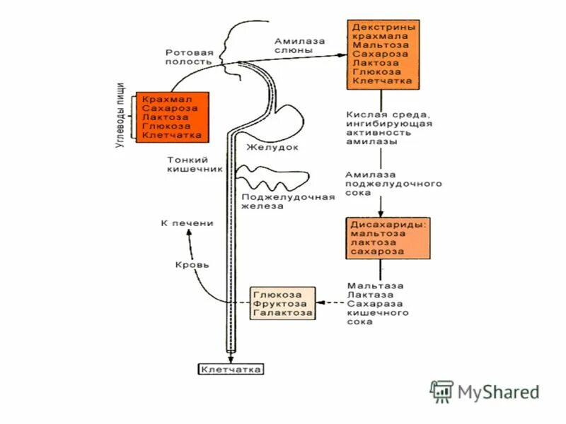 расщепление белков начинается в ротовой полости